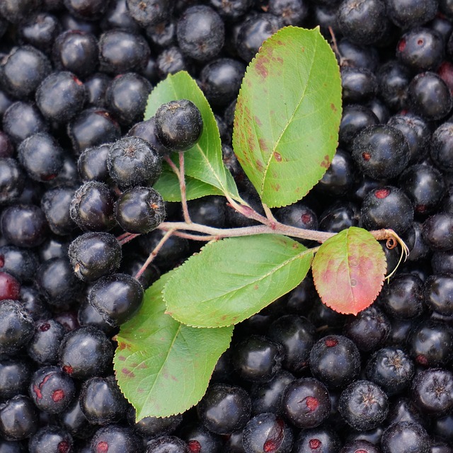 aronia-178026_640