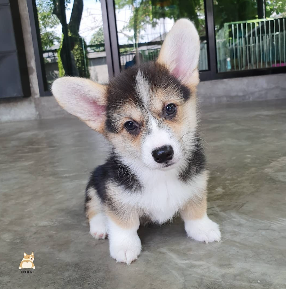 café-corgis