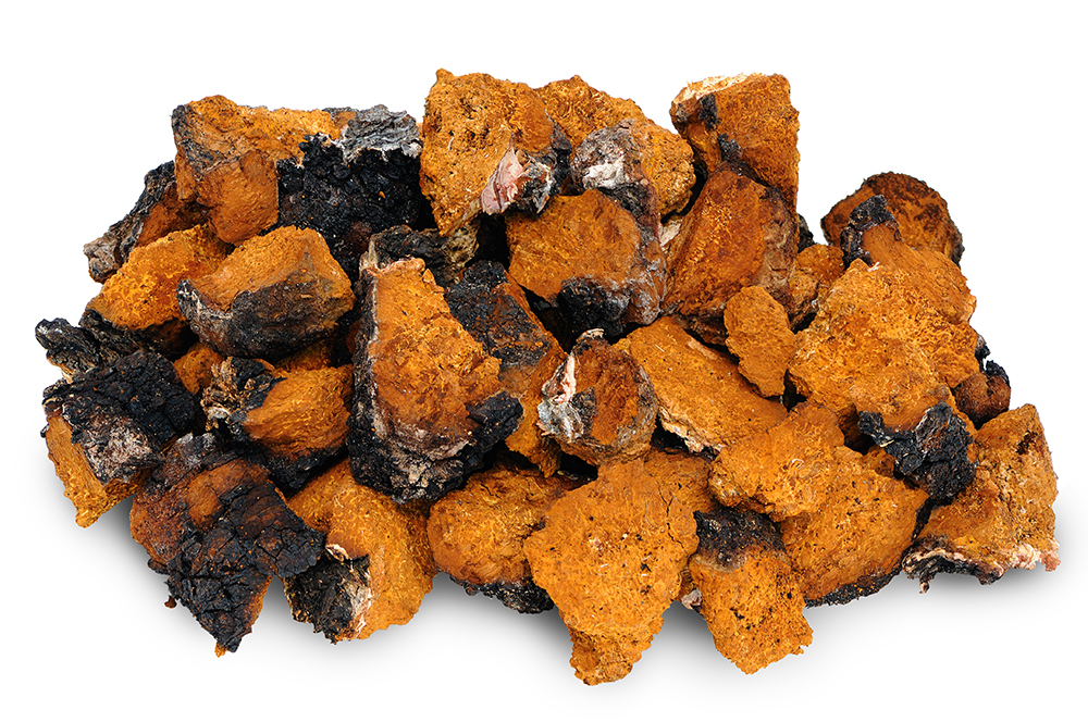 Chaga - Birch Mushroom