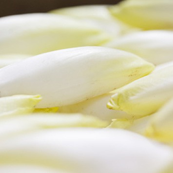 Endive