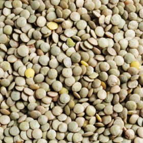 Lentilles