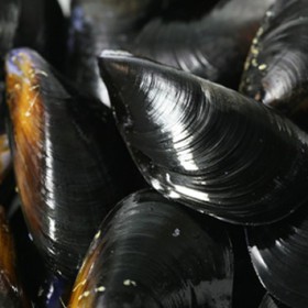 Moule