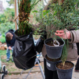 Vente de plantes à petit prix par la Mairie de Paris