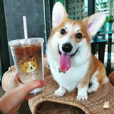 Le premier café à Corgis a ouvert en Thaïlande !