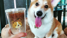 Le premier café à Corgis a ouvert en Thaïlande !