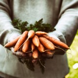 La carotte : l’allié bien-être