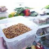 Élever des insectes comestibles à la maison ? Oui mais non !