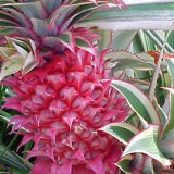 Aux Etats-Unis, un ananas rose génétiquement modifié bientôt en vente...