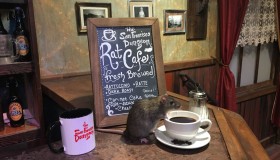 Un café à rats va ouvrir ses portes !