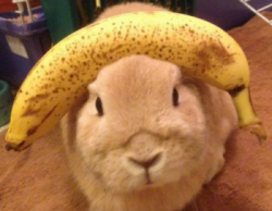 lapin banane