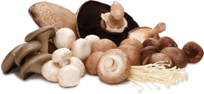 les-vertus-immunostimulantes-des-champignons-medicinaux