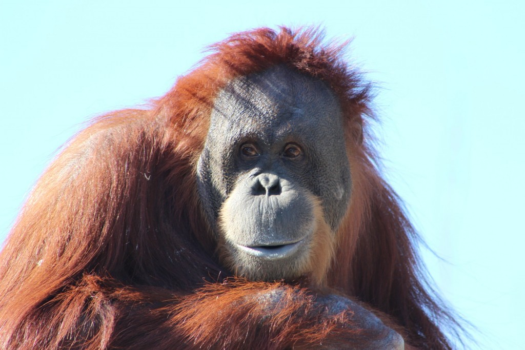 orangutan-481008_1920