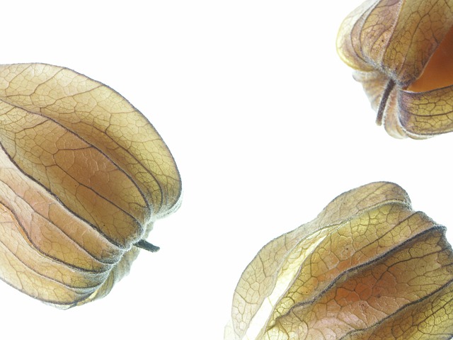 physalis-182824_640