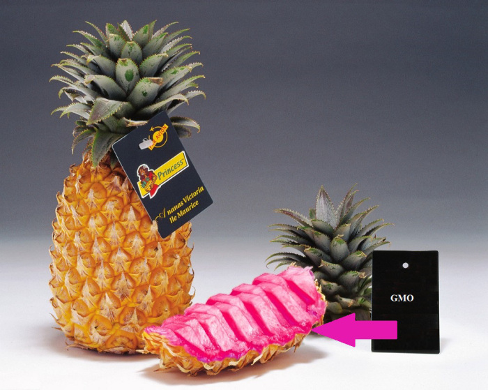 tropical-pink-pineapple-732962